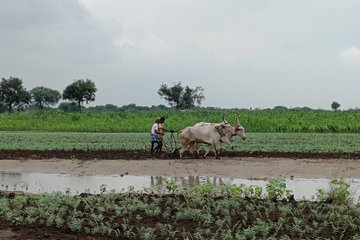 Energy Forward Stories_India project_tilling