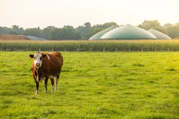 Biogas